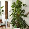 Поддержка для дома Кокосовый тотемный столб Растения для лазания Палка Офисное расширение Кокосовое волокно Лиана Решетка Рама Поддержание влаги Балкон