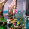 Convenient Observation Inverted Aquarium Acrylic Aerial Extender Fish Tank Fish Elevator  Home