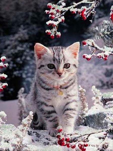 Алмазная картина Кот 5D DIY Алмазная вышивка Распродажа Вышивка крестиком Животные Стразы Мозаика Комплект украшения дома