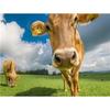 DIY 5D алмазная живопись ферма животных набор для вышивки крестом мозаика корова семья полная круглая дрель Алмазная вышивка горный хрусталь Декор для дома