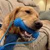 Bite-Resistant Dog Teething Stick Anti-choking with Rope Dog Chew Stick Chew-resistant Interactive Dog Teething Discomfort
