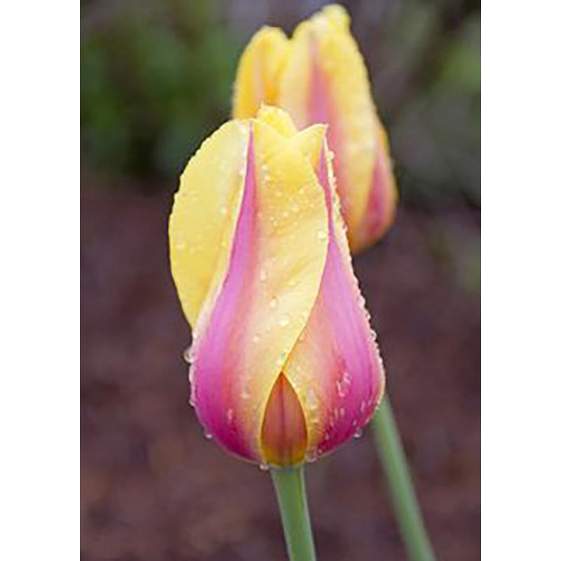 DIY 5D полный круглый дрель набор алмазов для рисования красивый цветок алмазная вышивка набор крестиков домашний декор подарок настенное искусство