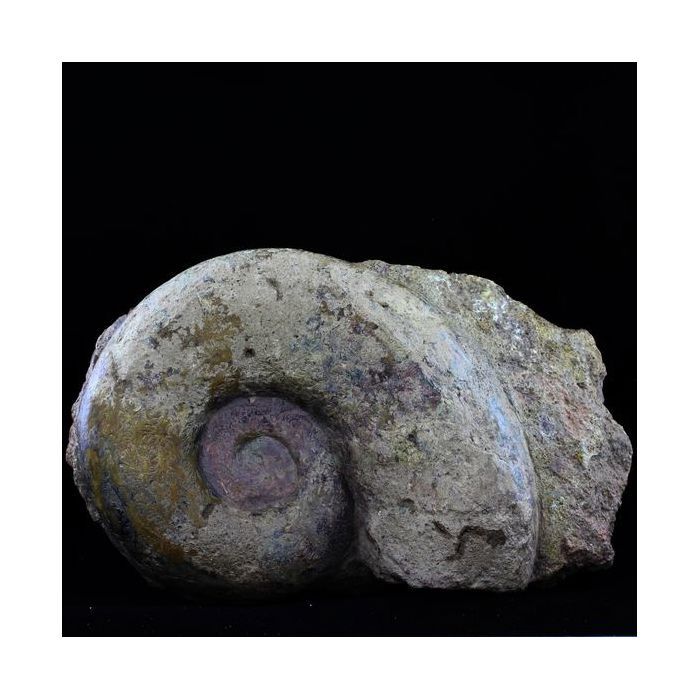 Pierres et Minéraux. Fossile Lytoceras cornucopiae. 12772.0 ct. (21 cm) Belmont-d'Azergues, Rhône, France.