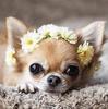 5D Diy Diamond Painting Cute Dog Diamond Embroidery Chihuahua Cross Stitch Rhinestone