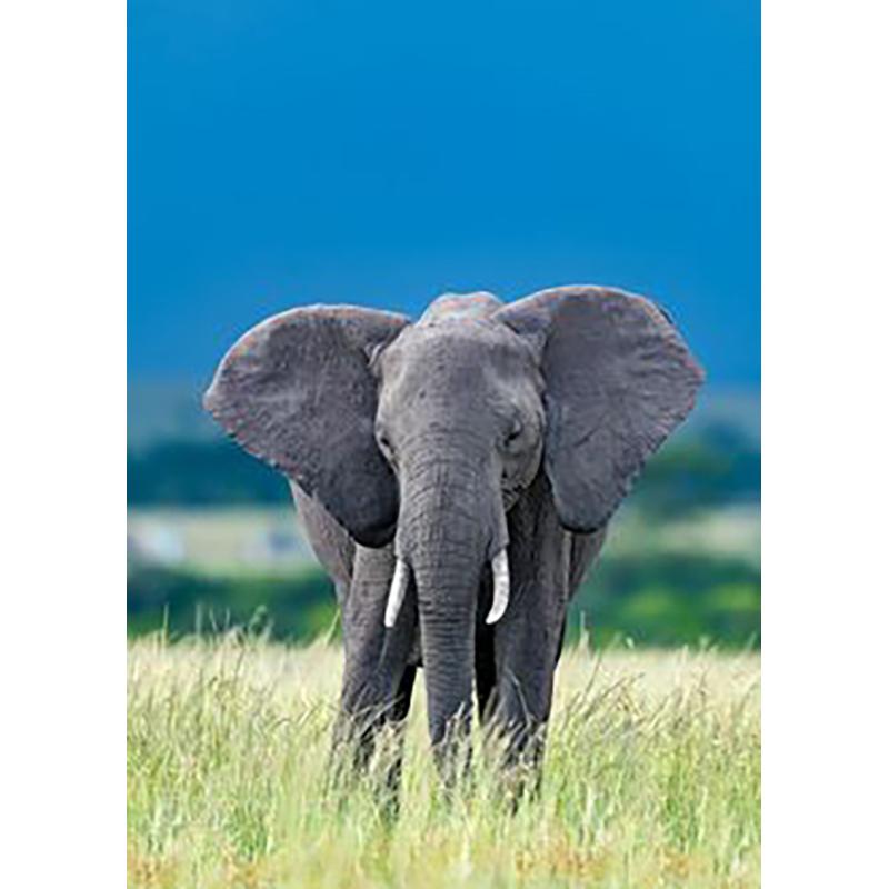 Diy Слон 5D алмазная живопись полная круглая дрель вышивка крестиком животное Алмазная вышивка горный хрусталь домашний декор настенный художественный подарок