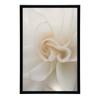 Eteryczna Białość Róży Eteryczna Białość Róży, 40X50 Cm, Rama Aluminiowa Złota, Papier Matowy 230 Gsm