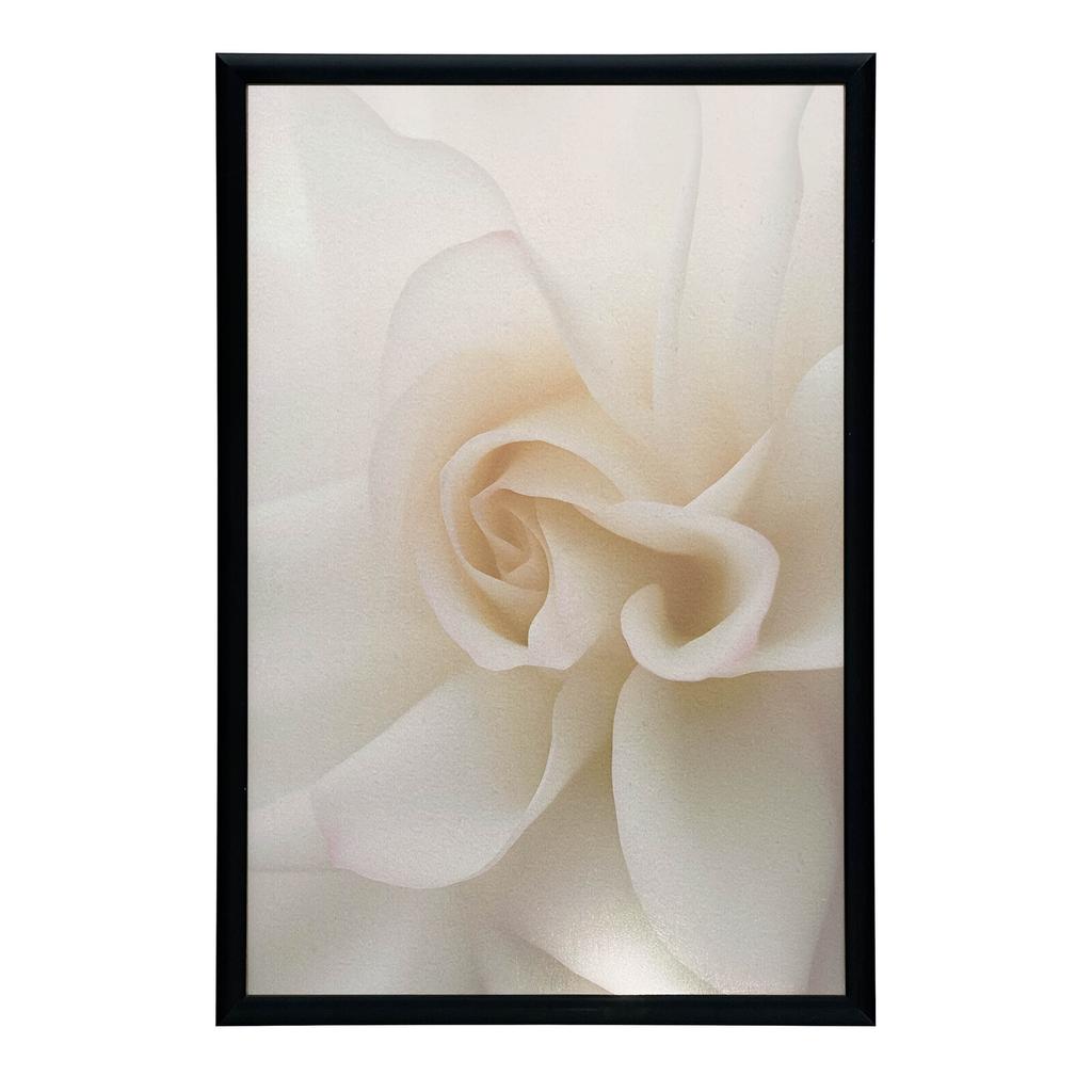 Eteryczna Białość Róży Eteryczna Białość Róży, 40X50 Cm, Rama Aluminiowa Złota, Papier Matowy 230 Gsm