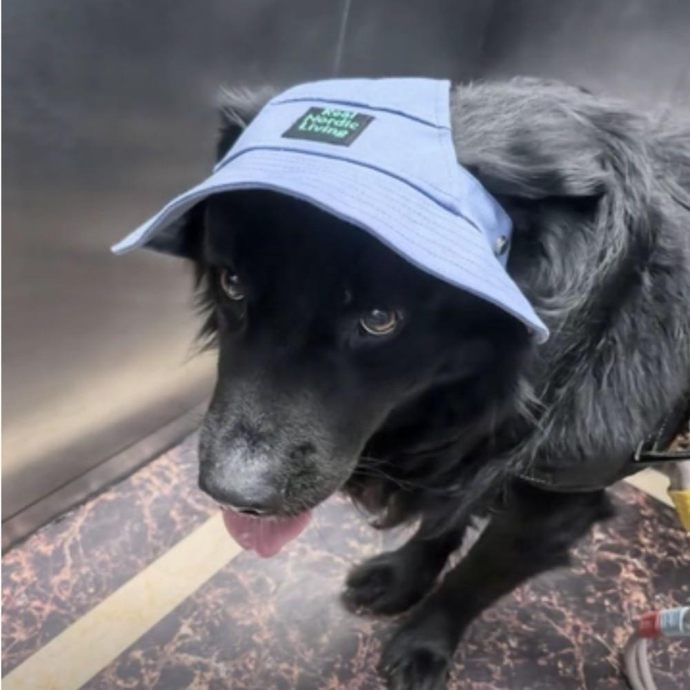 Sun Protection Pet Sunshade Hat Adjustable Pet Baseball Cap Dog Fisherman Hat Sun Protection