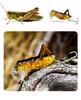 Wobbler Grasshopper Grasshopper Cicada Fishing Bait Pike Zander 4Cm