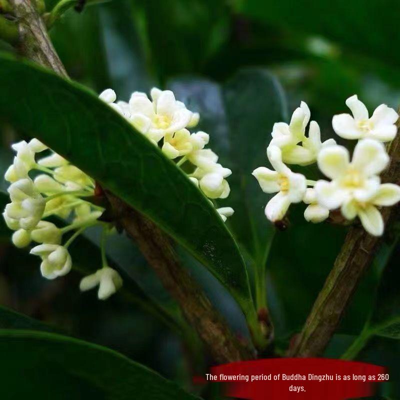 Golden Osmanthus Bonsai: Fragrant Indoor/Outdoor Tree for Courtyard or Ground Planting, Easy Care, Year-Round Blooms.