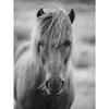 Черно-белый портрет лошади, постер, печать на холсте, картина с изображением бегущих лошадей, настенное искусство, картина для декора комнаты в фермерском доме