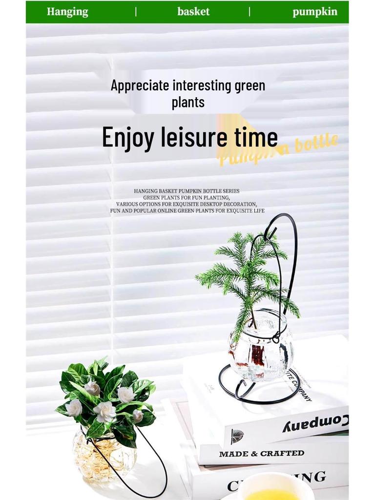 Indoor Desktop Murraya: Easy-Care Blooming Green Hydroponic Plants for Office & Living Room