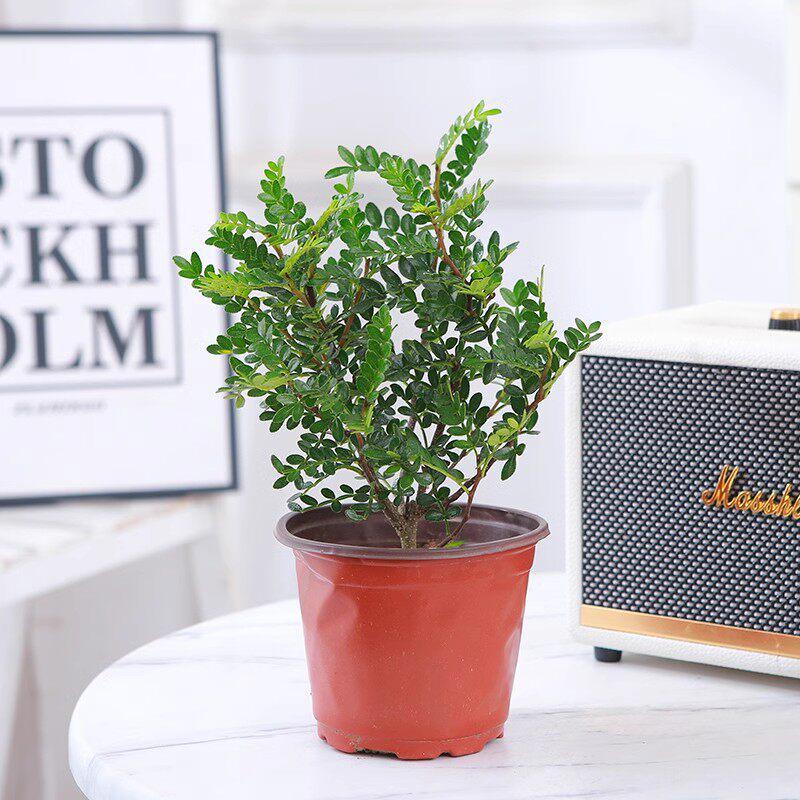 Hydroponic Fragrant Wood Plant: Indoor Insect & Mosquito Repellent, Evergreen, Year-Round Water-Cultured Green Plant for Desktops.