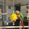 Detachable Bird Cage Toy with Bell Hanging Foraging Ball Creative Parrot Chewing Toy  Bird Training
