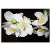 Canvas print, Flowering jasmine