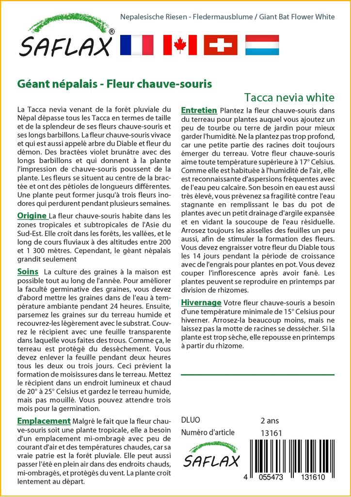 SAFLAX Giant Bat Flower White - 10 семян - Tacca nevia white.