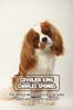 Книга Cavalier King Charles Spaniel : The Breed Was Named by The King and Loved by The Nobles: How Well You Know About Cavalier King Charles Spaniel