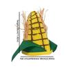 Breathable Lining Corn Shaped Funny Party Hat Soft Felt Quirky Cosplay Cap  Festival Celebration