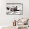 Canvas print, Sleeping Cat