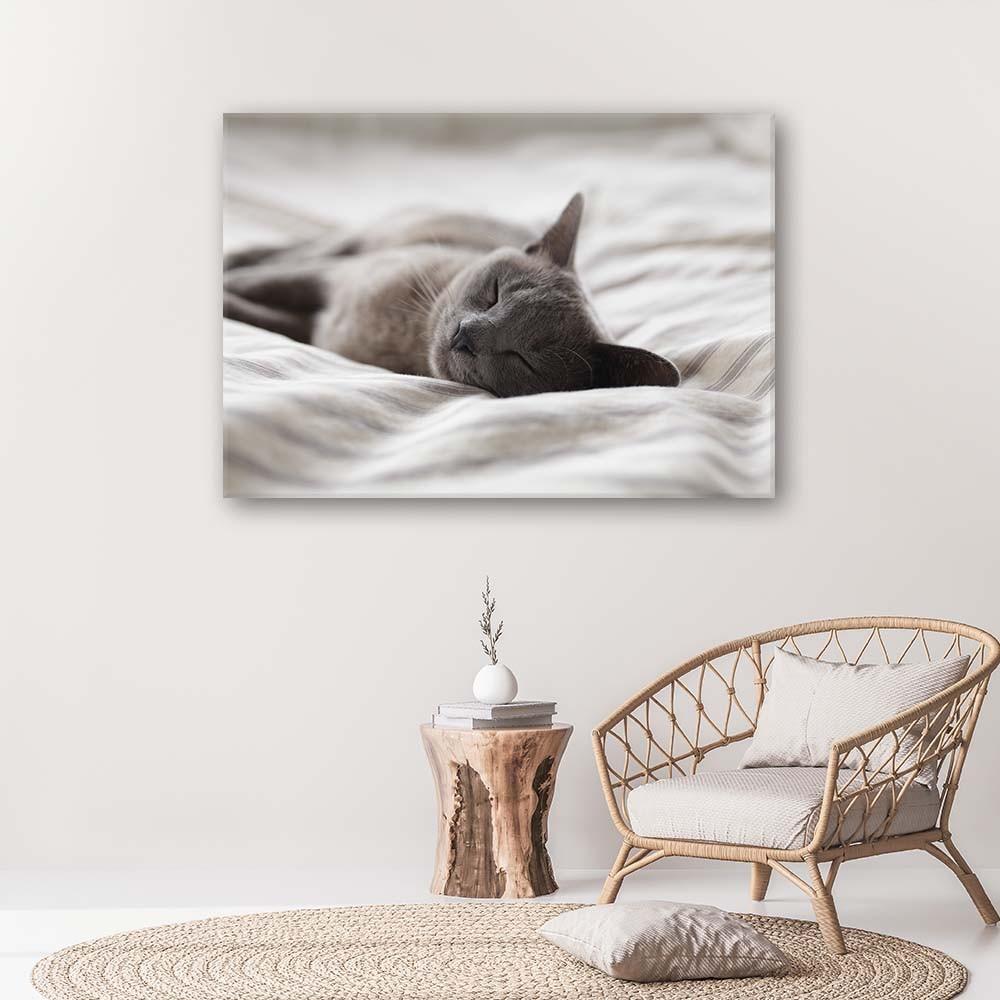 Canvas print, Sleeping Cat