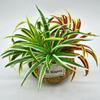 Green Plants Artificial Chlorophytum Plants Plastic Fake Plant  Home Garden Decor