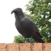 Decoracion Simulation Black Crow Raven Bird Repellent Pest Control Pigeon Repellent Outdoor