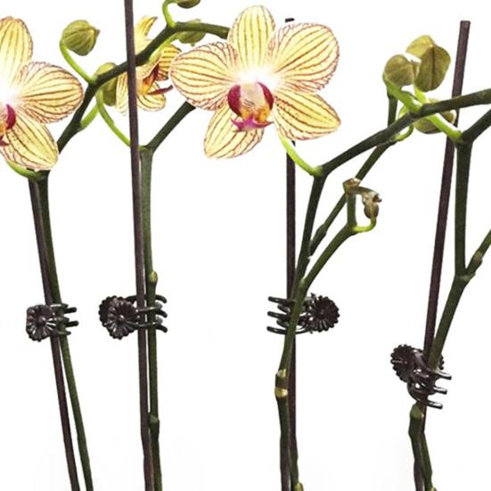 100 шт. зажим для стебля орхидеи универсальные стабильные экологически чистые зажимы для поддержки растений для более здоровых продуктивных растений