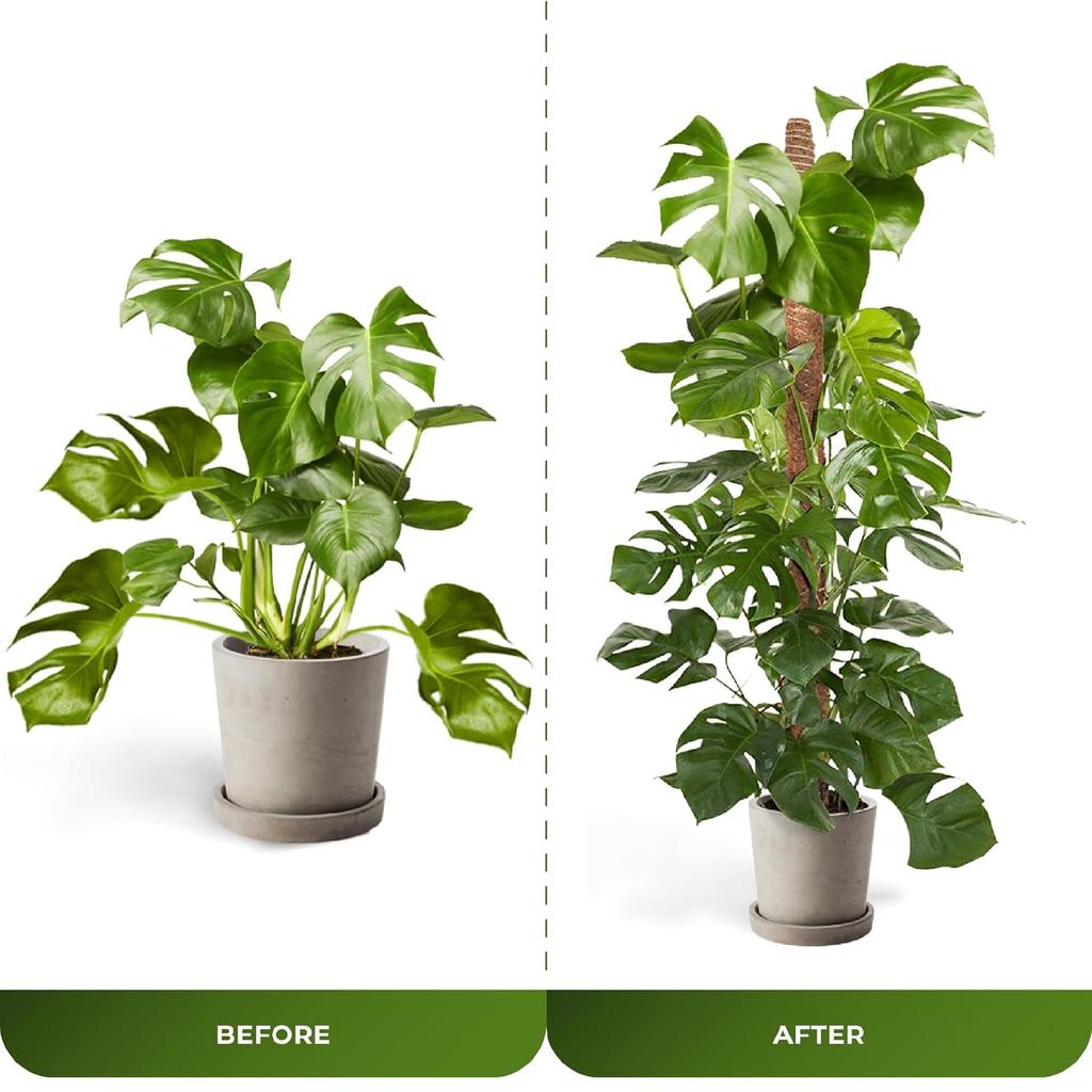 Опора для растений из мха - решетка для растений Опора для растений из мха для растений Monstera - Опора для вьющихся растений из мха