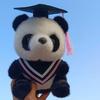 Panda Graduate Plush Dolls Stuffed Graduation Panda Plush Toy Kawaii Graduation Gift  Kids Gift