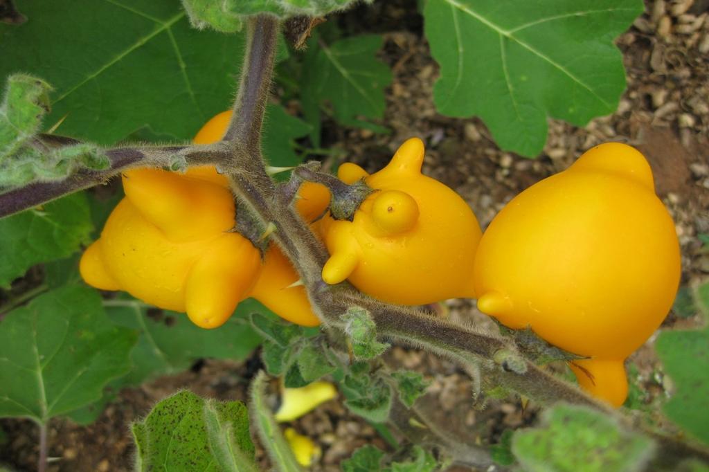 SAFLAX Love Apple / Nipplefruit - 10 семян - Solanum mammosum