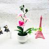 Phalaenopsis Potted Decorative Plant For Living Room Decor And Gift Display