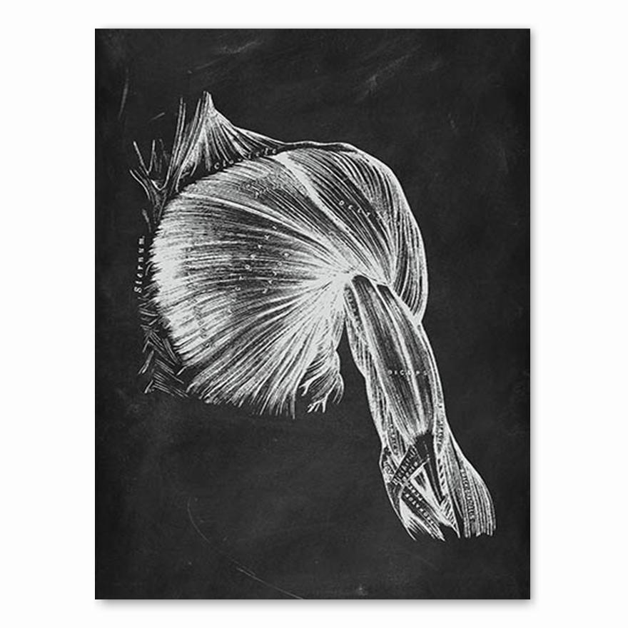 Human Anatomy Artwork Medical Clinic Wall Picture Skeleton Organ Muscle System Vintage Canvas Print Body Education Poster