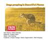 2026 Wall Calendar Dog Pooping/Angry Cat Calendar January 2026 - December 2026