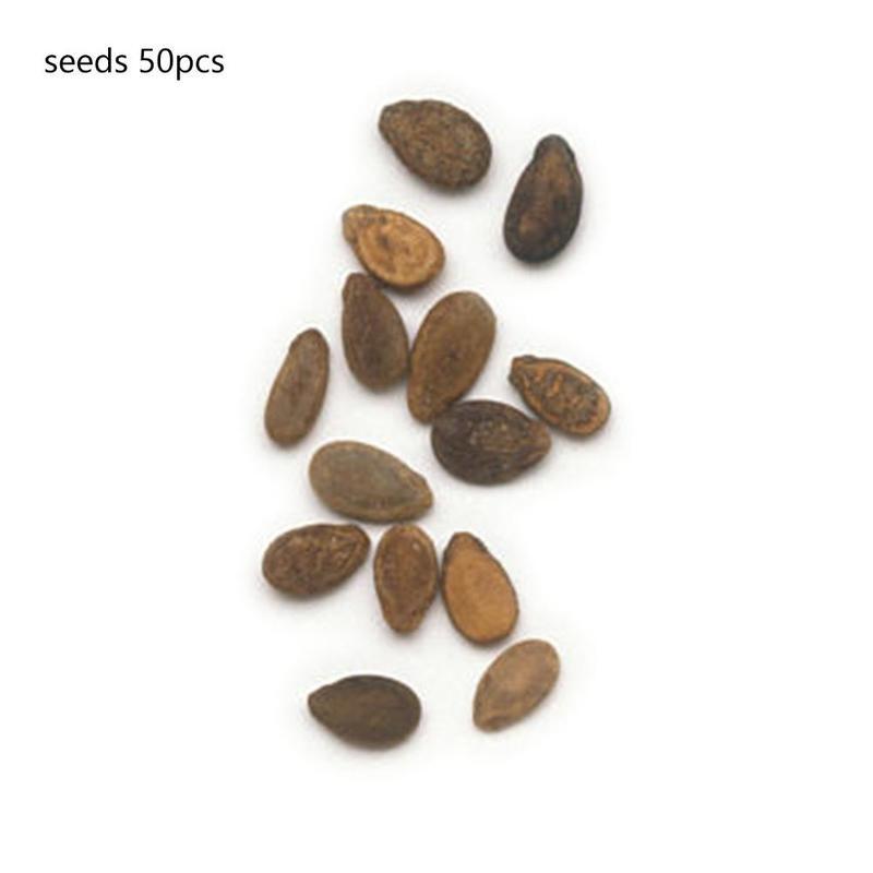 Семена гигантских арбузов, семена вкусных китайских фруктов, семена арбуза