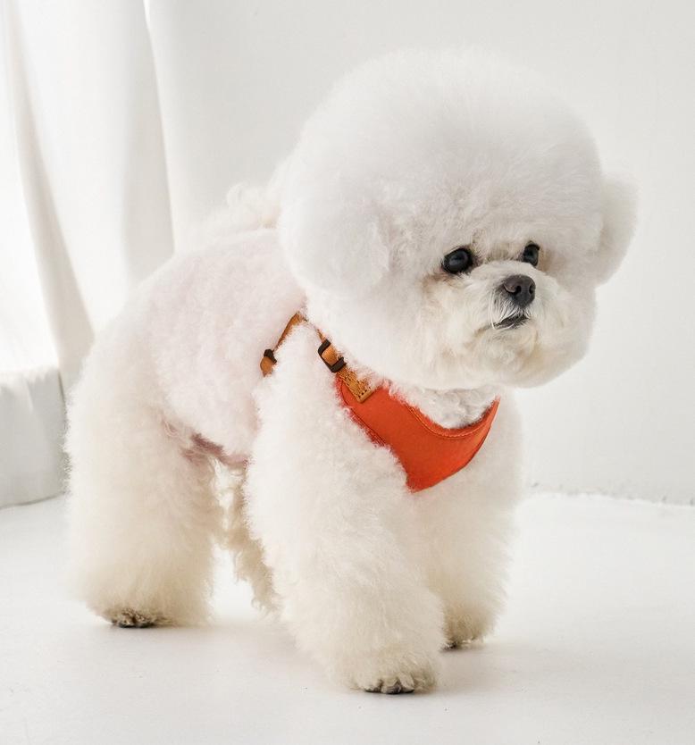 Adjustable Dog Harness and Leash for Small To Medium Breeds, Chest Strap and Chain Set for Teddy Dogs