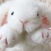 Super High Quality Simulation Plush White Rabbit Lifestyle Rex Bunny Neck Bow Home Decor Girl Room Decor Stuffed Animal Doll