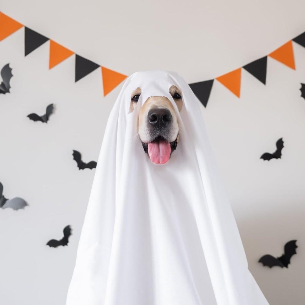 Party Cosplay Halloween Dog Ghost Costume Loose Dog Halloween Clothes for Halloween Party
