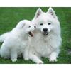5D DIY Diamond Painting Samoyed Dog Full Round Diamond Embroidery Cross Stitch Rhinestone