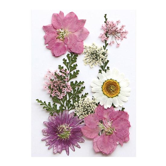 10 Pcs Pressed Dried Flowers Flat Real Dried Blooms All-Natural Colored Dried Flowers for DIY Crafts Scrapbooking Face Decoration