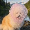 Mesh Pet Anti-Mosquito Headgear Breathable Adjustable Dog Decorative Headgear Love/Wave Point Pattern Pet Facial Protection