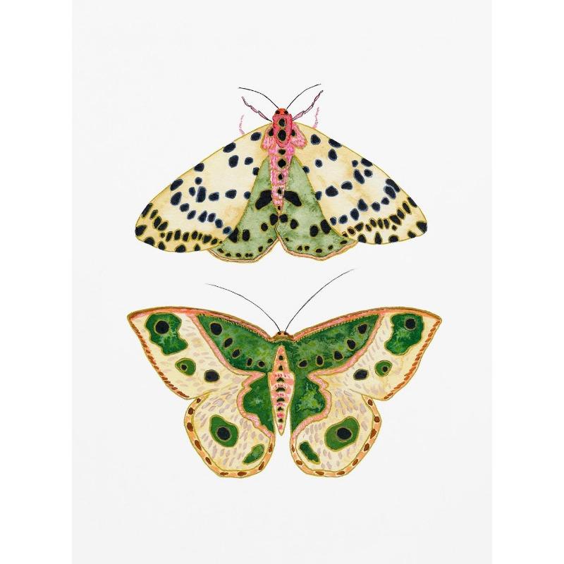 Акварельные насекомые бабочки мотыльки плакат печать пастель насекомое холст картина природа настенное искусство картина детская комната декор