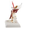 Cervical Spine Model Removable Human Spinal Nerves Model for Doctor Patient Communication Teaching Presentation
