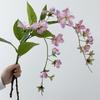 Искусственный цветок Жасмин поникающий, Шелковый цветок, Яблоня, Одиночный искусственный цветок, Цветок для украшения домашнего интерьера и ландшафта