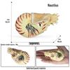 Marine Animal Simulation Models: Jellyfish, Octopus, Sea Shrimp, Sea Anemone, Squid, Horseshoe Crab, Crayfish, Arrowhead