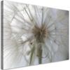 Canvas Print Dandelion On a Macro Scale