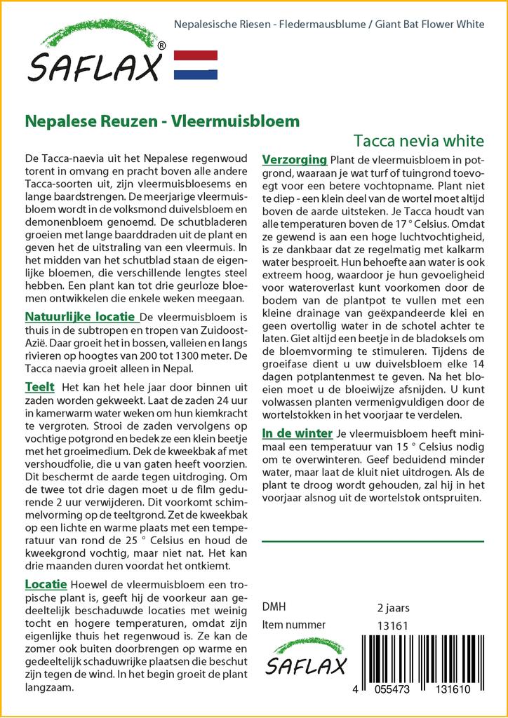 SAFLAX Giant Bat Flower White - 10 семян - Tacca nevia white.