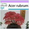 Бонсай - Клен красный - 20 семян - Acer Rubrum