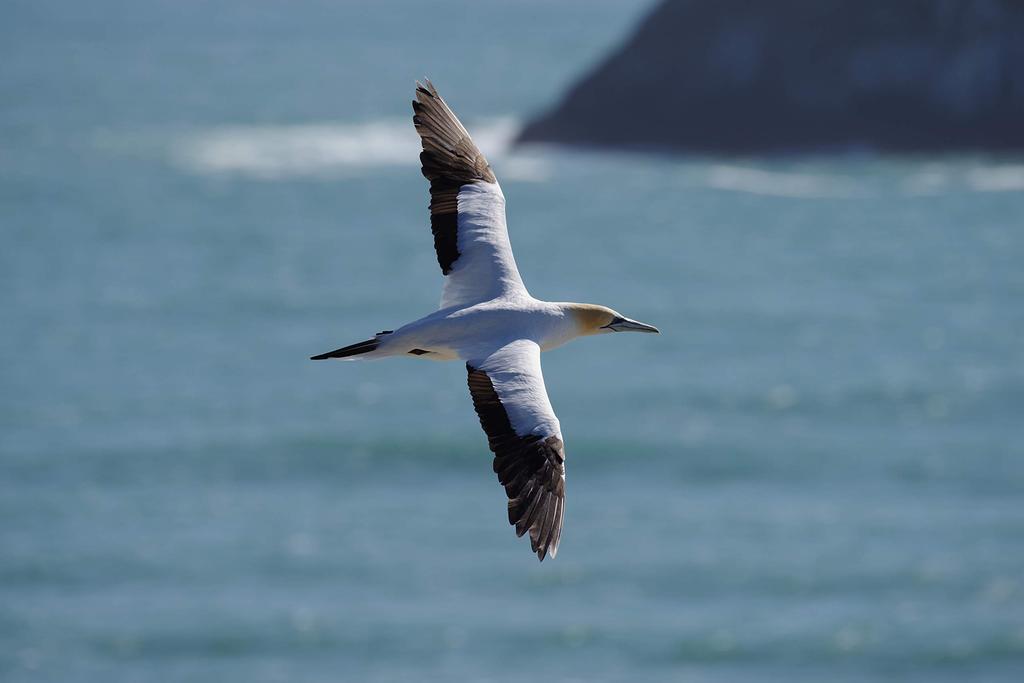 Pentax Mark II Lens Digital SLR 16007 K-1 28-105WR Kit, Black, Full-Frame Camera,