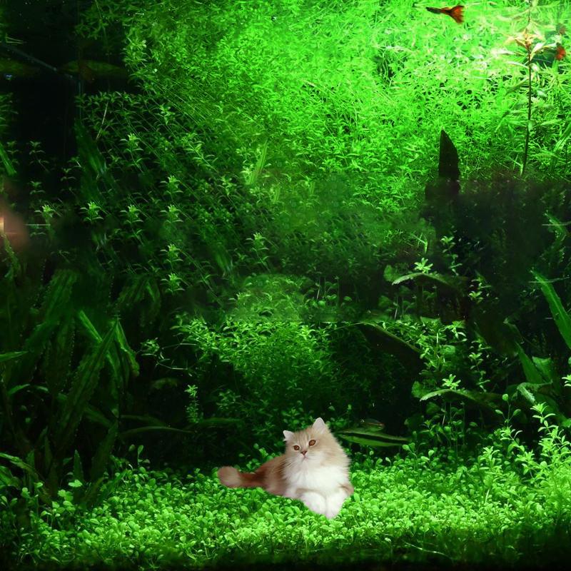 Аквариумный фильтрующий материал, биошарики, керамические кольца, наборы биологической фильтрации для аквариума, пруда, бассейна