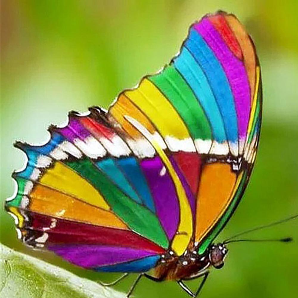 Diy 5D алмазная живопись Бабочка Цветок Алмазная вышивка набор крестиков мозаичная картина украшение дома подарок на Новый год